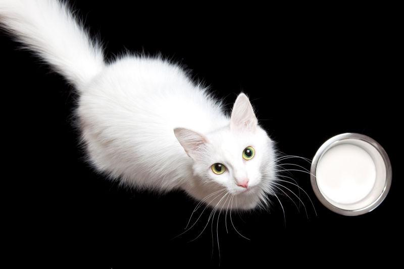 黑色地板上的白色猫咪在喝牛奶