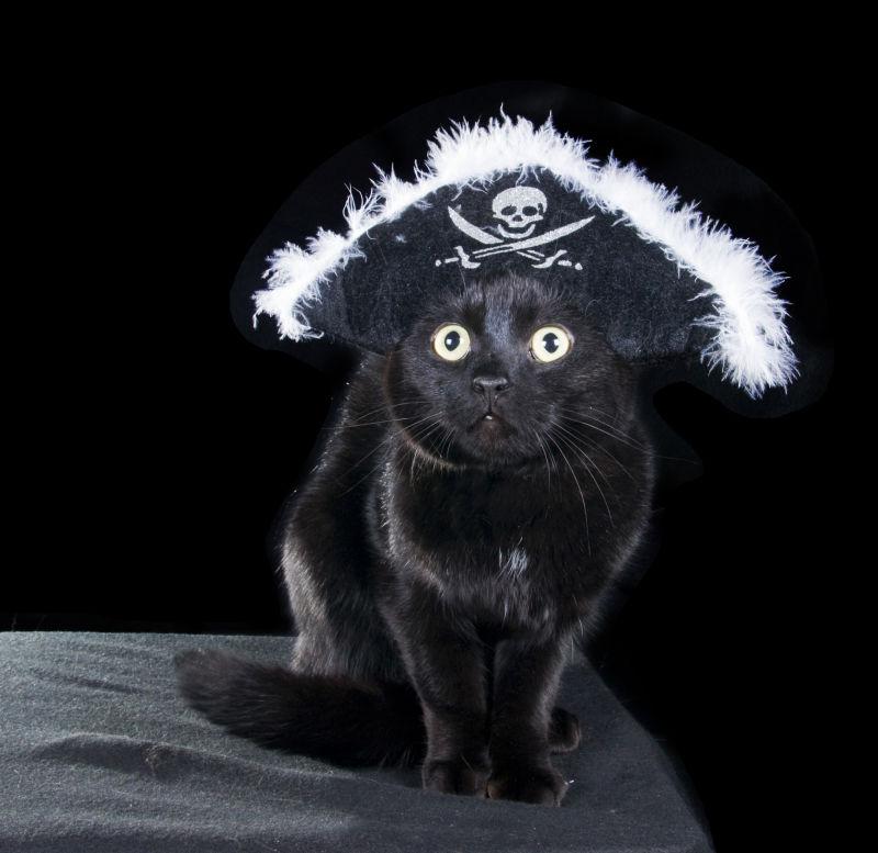 带着海盗帽子的黑色猫咪