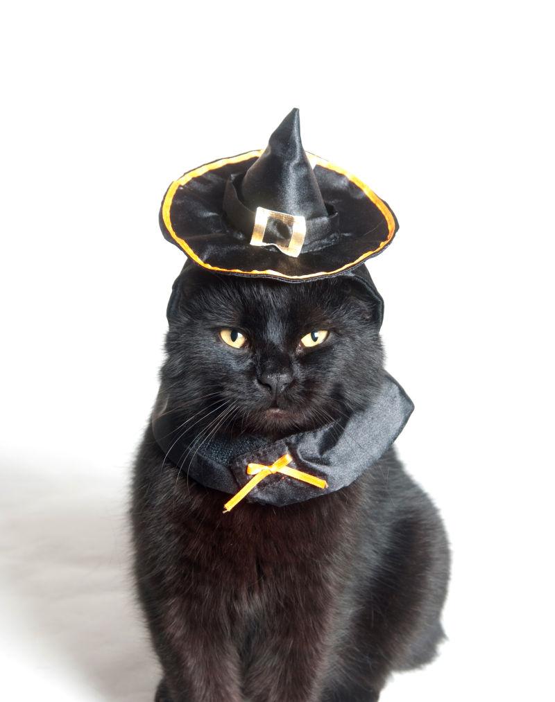 带着巫师帽的黑色猫咪