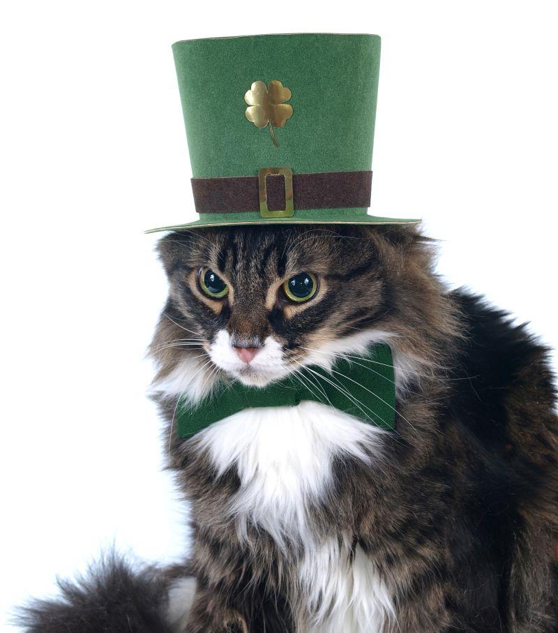 带着绿色帽子的黑色猫咪