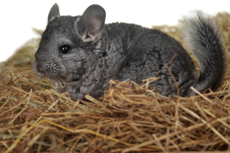 灰栗鼠躺在软干草上