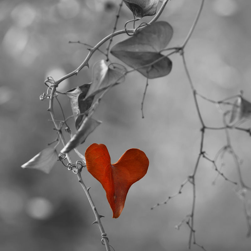 树枝上的爱心
