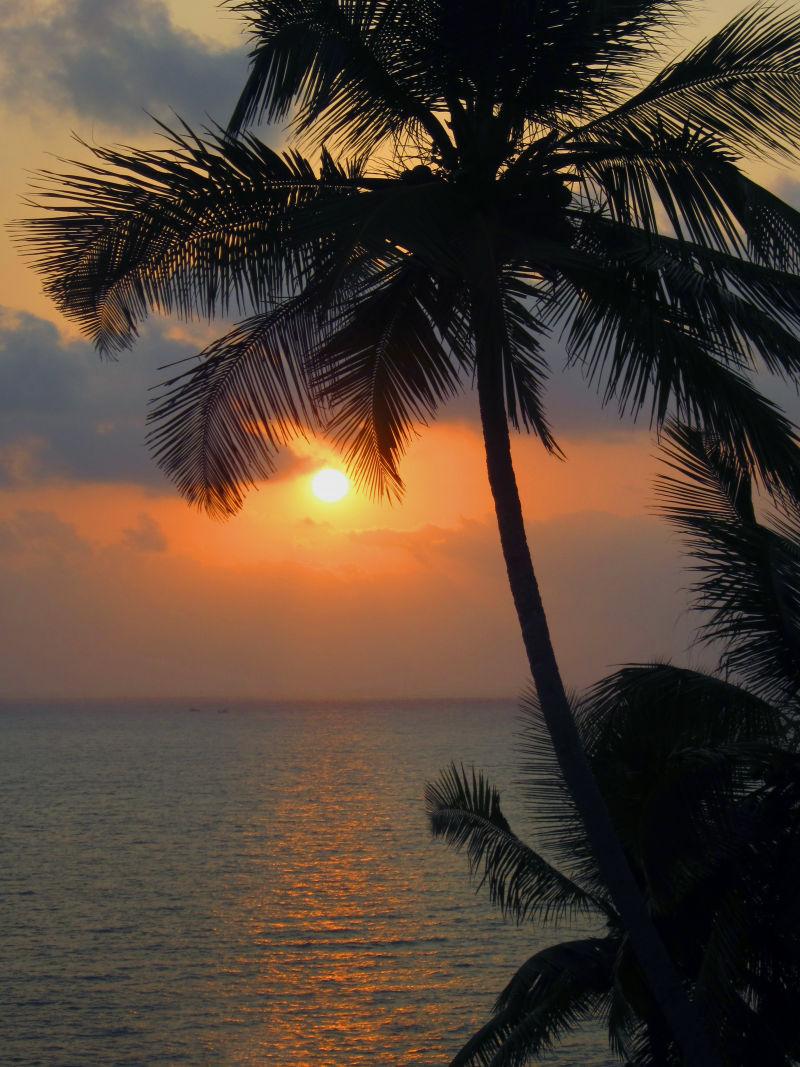 夕阳下的海滩棕榈树