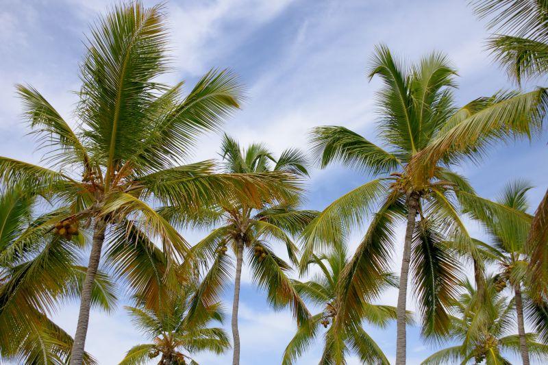 度假村里的棕榈树风景