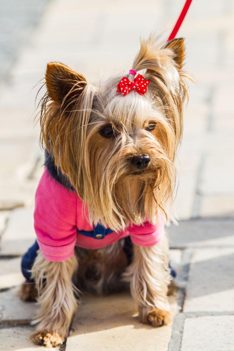 穿着衣服的一只小狗