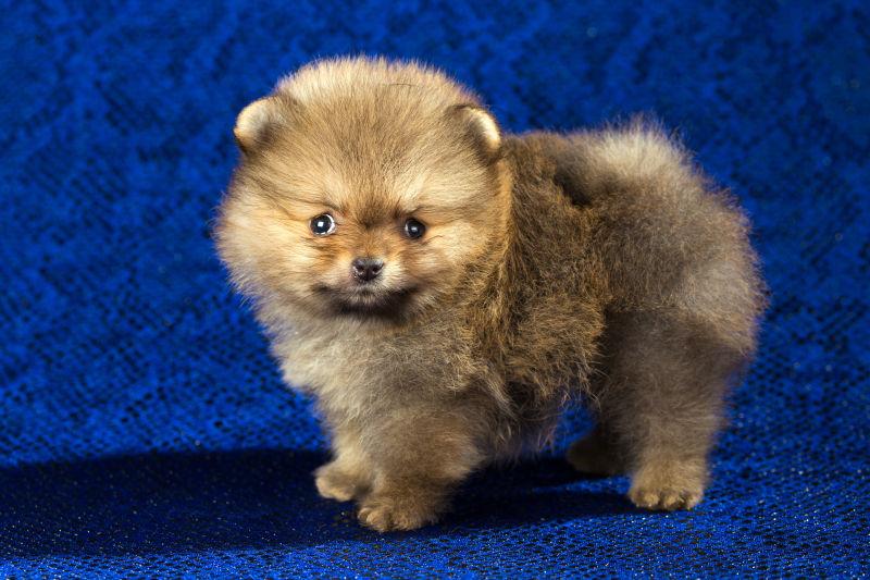 蓝色背景下波美拉尼亚小狗