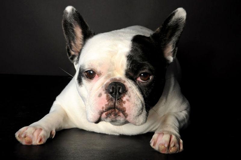 一只法国斗牛犬