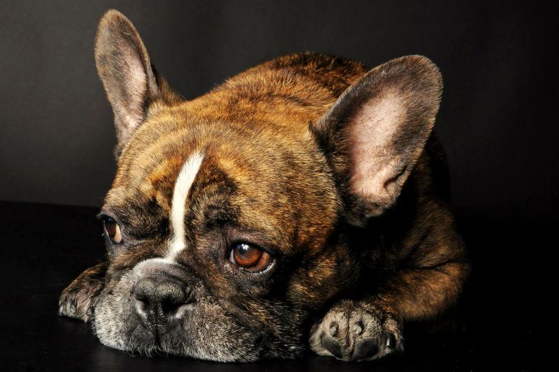 黑色背景中的法国斗牛犬