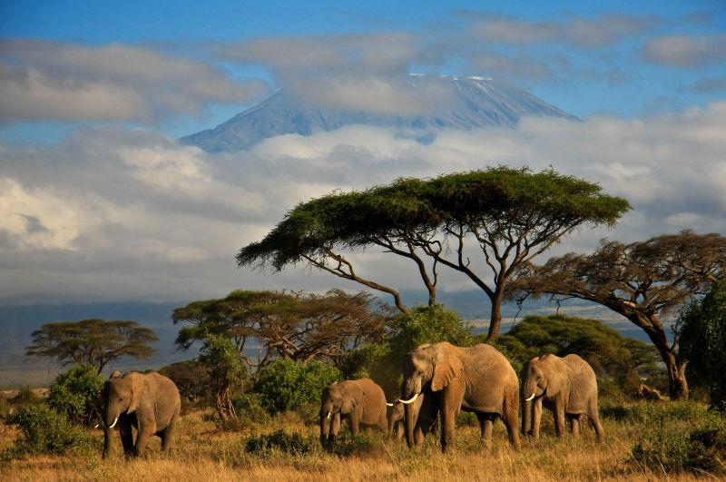 乞力马扎罗山山大象家族