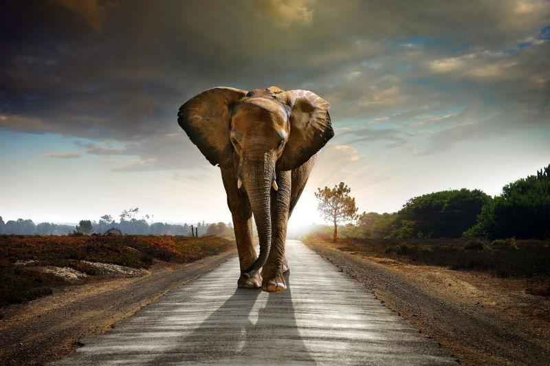 世界上最大的圈养大象群图片-斯里兰卡宾那伟拉大象群世界上最大的圈养大象群素材-高清图片-摄影照片-寻图免费打包下载