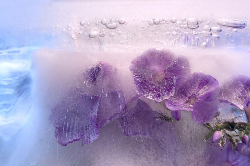 冰霜中清新的芙蓉花和气泡