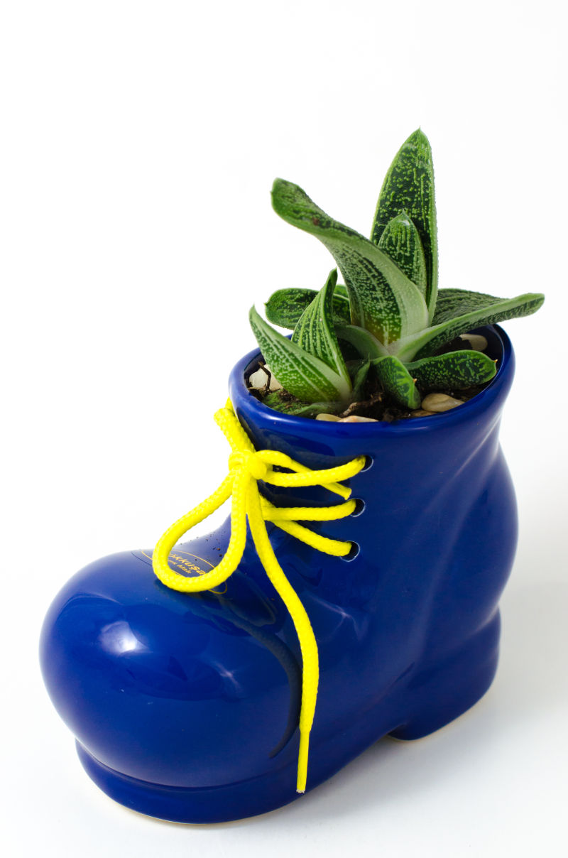 白色背景上的蓝色鞋子盆栽