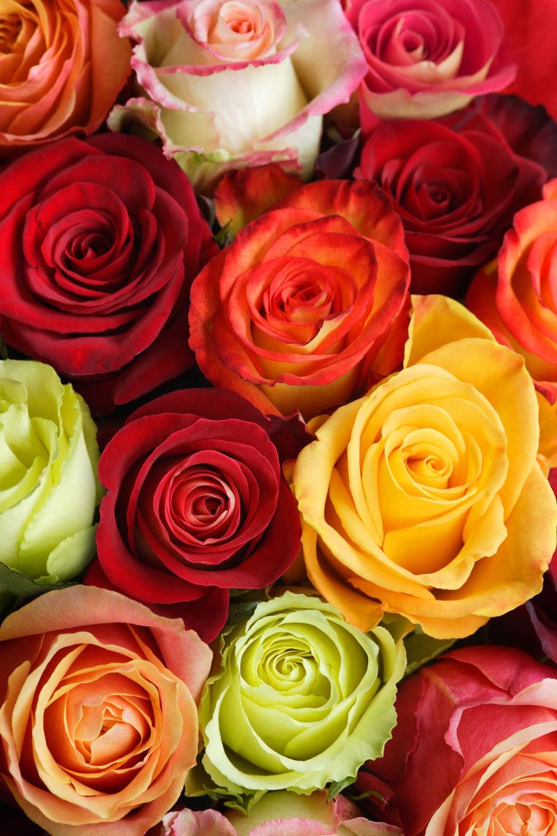 一束多彩的玫瑰花