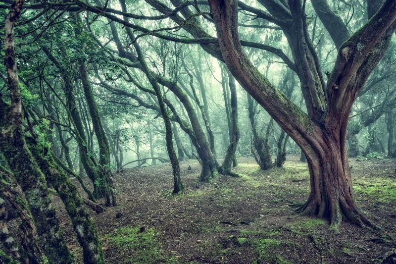 森林里奇异的树