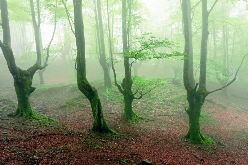 幽暗的森林和恐怖的树木