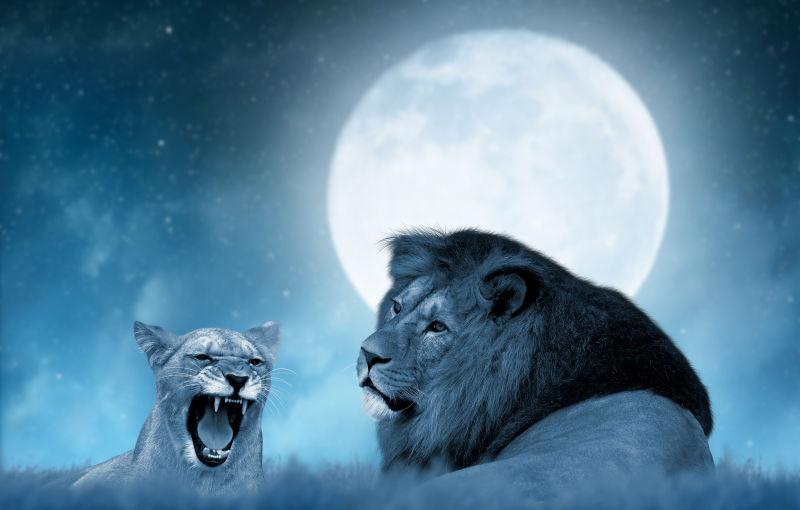 最适合月亮狮子的搭配图片