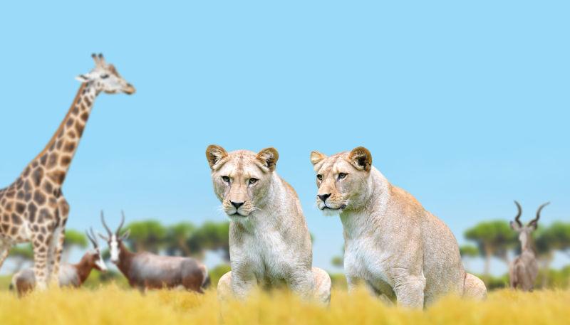 草地上的长颈鹿羚羊与狮子