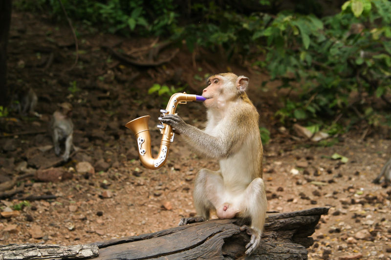 猴子吹乐器