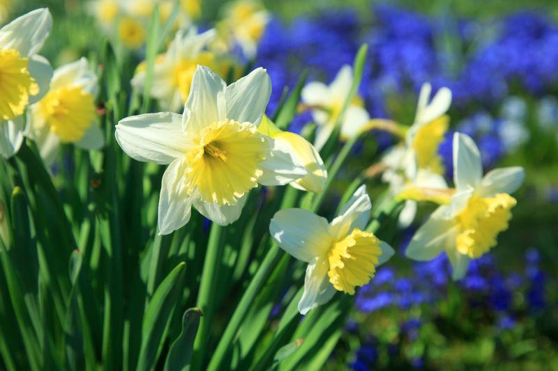 盛开的白色水仙花