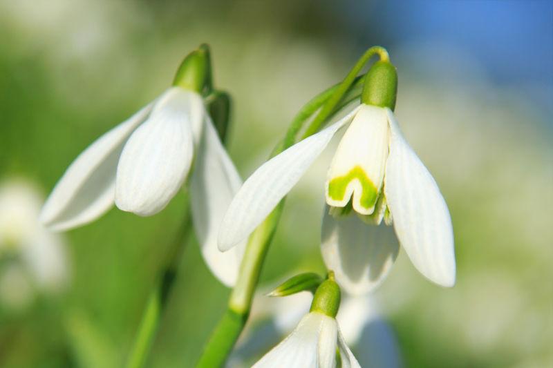 花园里的白色花卉