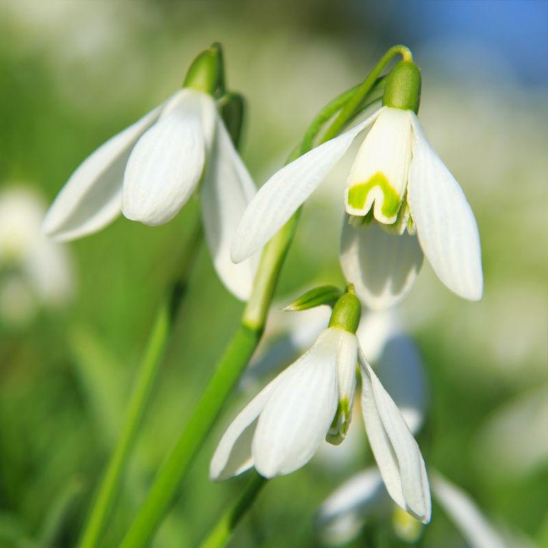 美丽的雪花莲