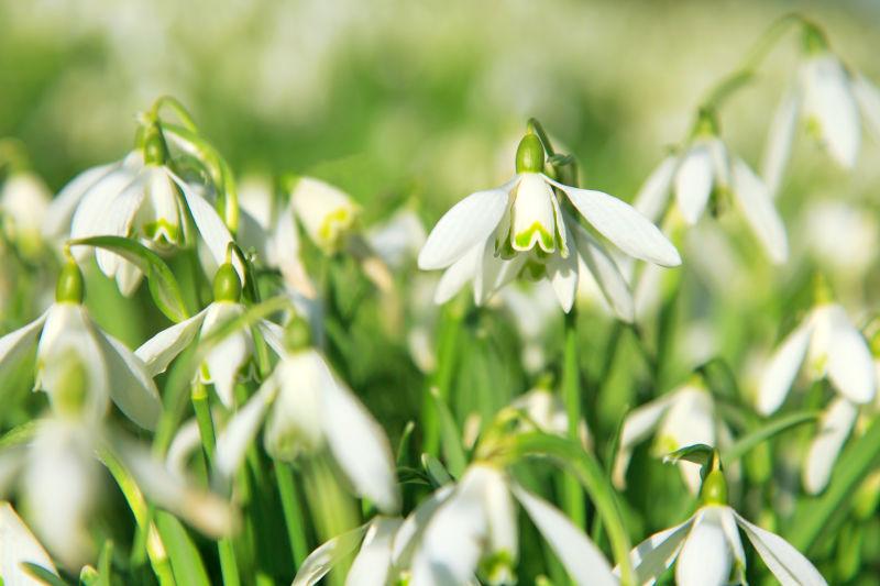 花园里的雪花莲