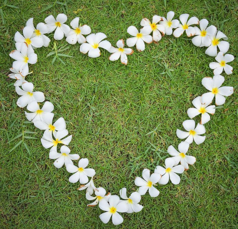 美丽的鸡蛋花心