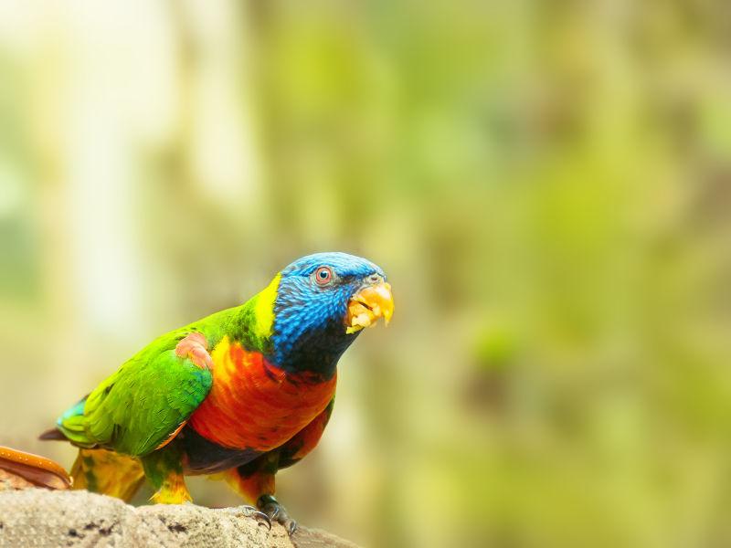 靠近饲养者的绿色鹦鹉