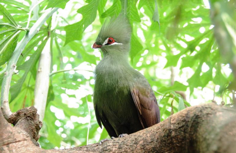 特写镜头鸟瞰绿色牛仔