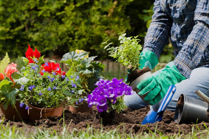 花园里种植花卉的园丁