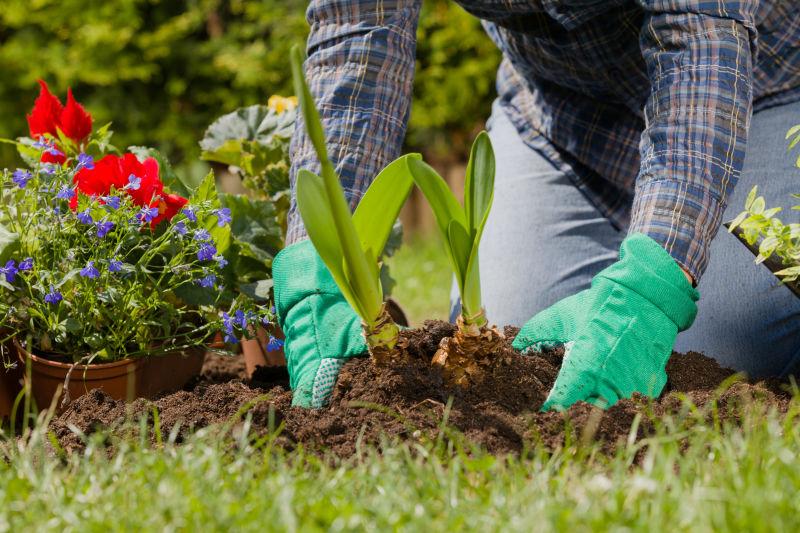 正在种植花草的女人