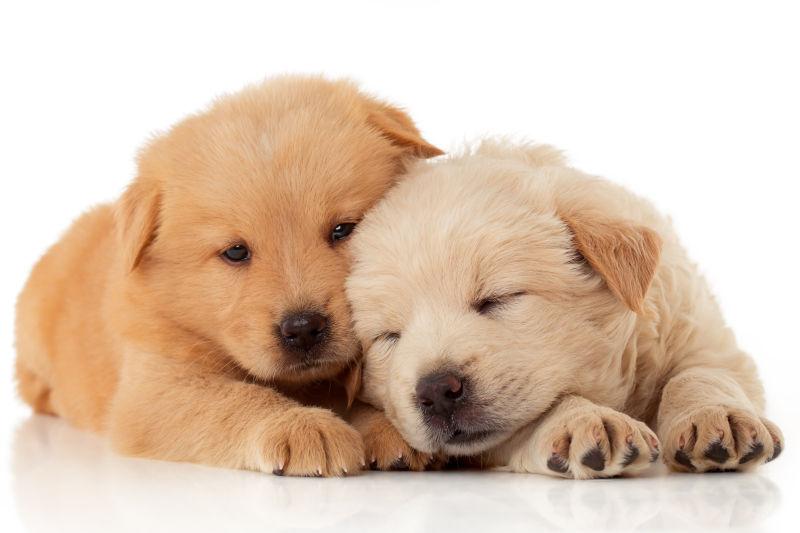 两个可爱的小狗