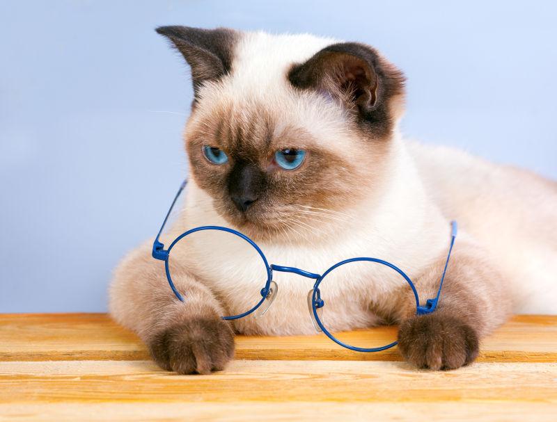 趴在木板上的暹罗猫