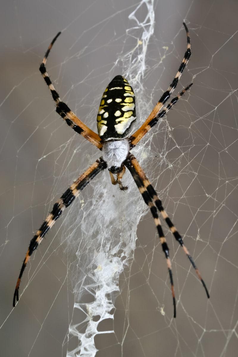 黄色的蜘蛛图片 蛛网上的黄色花园蜘蛛素材 高清图片 摄影照片 寻图免费打包下载