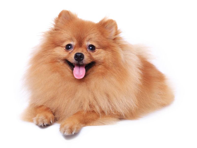 棕色的波美拉尼亚犬图片 白色背景中棕色的波美拉尼亚犬素材 高清图片 摄影照片 寻图免费打包下载