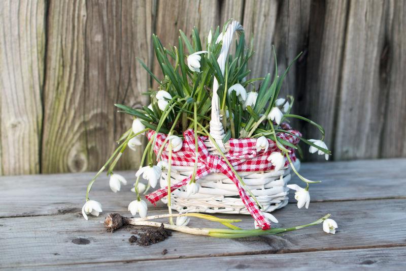 木墙下的郁金香花篮