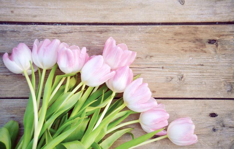 桌子上的白粉色郁金香