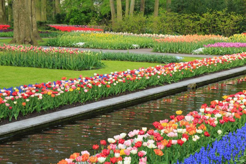 花园里绽放的美丽花卉