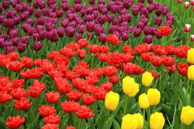 公园里的郁金香花卉