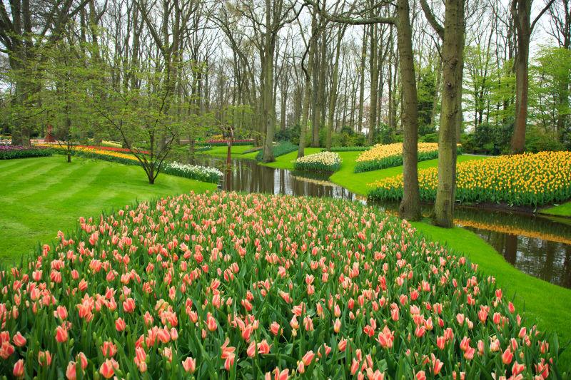 公园里绽放的美丽花卉