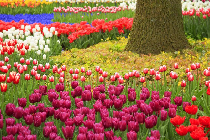 公园里的美丽郁金香