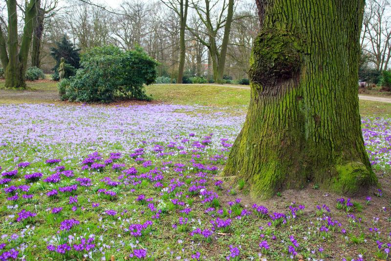 树根下盛开的鲜花