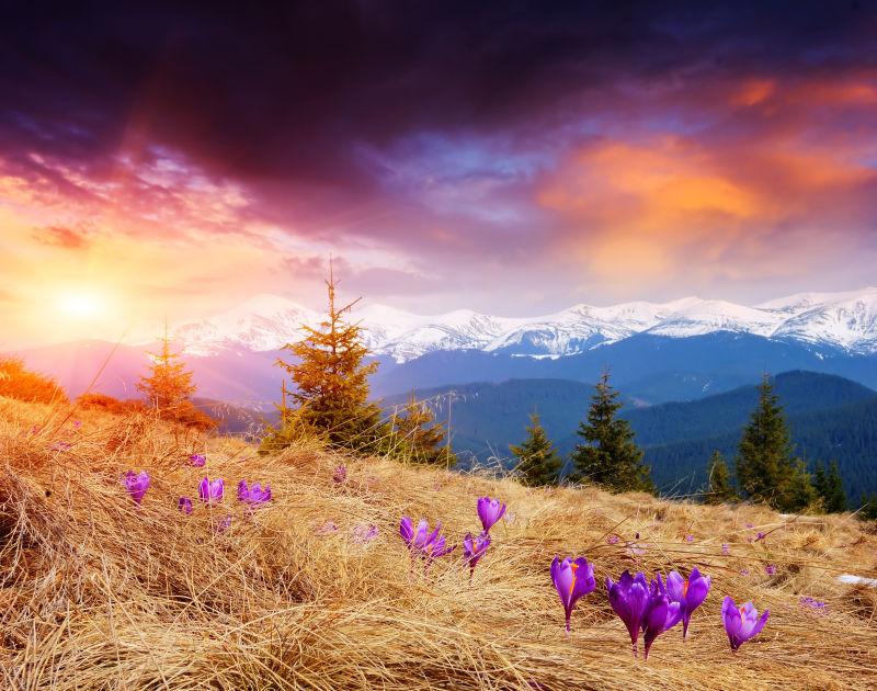 日落黄昏时山上的紫色花朵