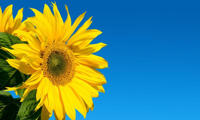 蓝天背景下盛开的美丽向日葵