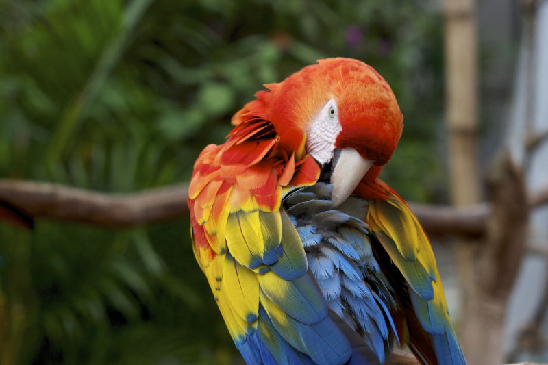 多种彩色羽毛的鹦鹉