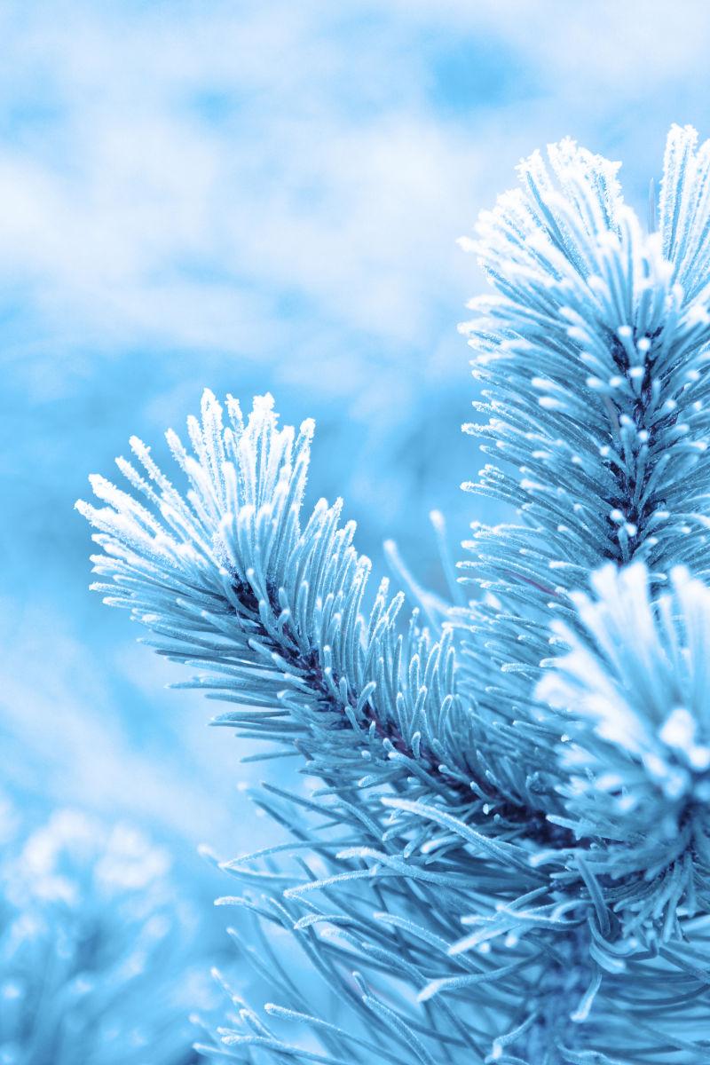 在圣诞节背景下的白色霜冻松树与星星