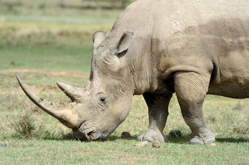草地上吃草的白犀牛