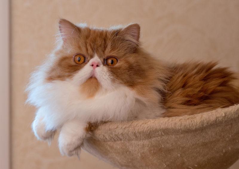 篮子里的可爱猫咪