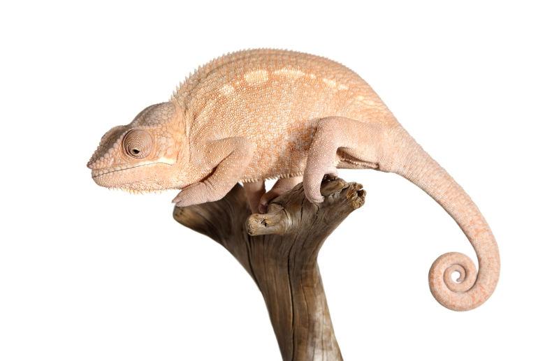 白色背景下树枝上的变色龙