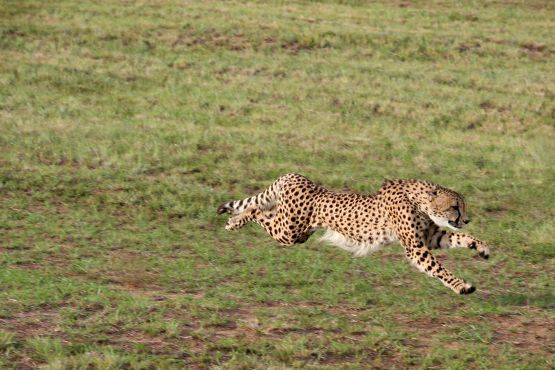 奔跑的非洲豹子